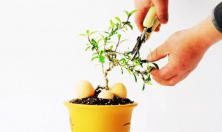 如何修剪盆栽 枸杞树如何修剪盆栽