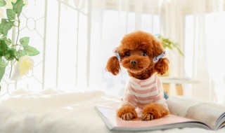 泰迪可以晒太阳吗 泰迪狗狗晒晒太阳好吗