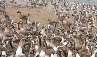 大雁的养殖方法 家养大雁怎么养