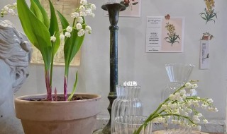 铃兰盆栽方法 铃兰 盆栽