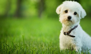 活泼可爱的小狗名字 活泼小狗名字大全