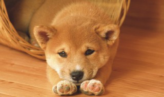 母柴犬的名字叫什么好听 母柴犬名字大全 洋气的