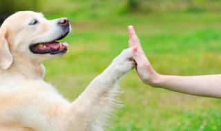 特别一点宠物名字 特别一点的宠物