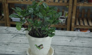 栀子花可以净化空气吗 栀子花对空气好吗