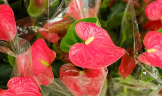 红掌能放在卧室吗（红掌能放在卧室吗?有毒吗）