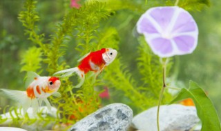 为什么孔雀鱼的尾巴粘在了一起（孔雀鱼尾巴粘在一起是什么病）