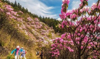 山花节是哪个民族的节日啊 山花节是什么民族的节日