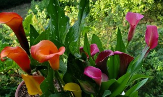 进口马蹄莲的养殖方法（进口马蹄莲用什么土栽培）