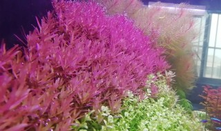 紫百叶水草养殖方法 紫百叶怎么养