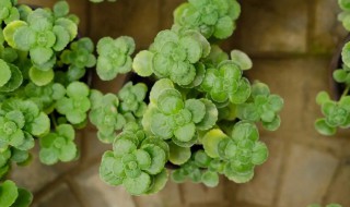 一摸香养殖方法（一摸香花怎么种植）