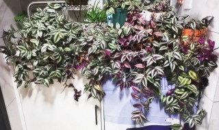 紫吊竹梅的养殖方法（紫叶吊竹梅的养殖方法）