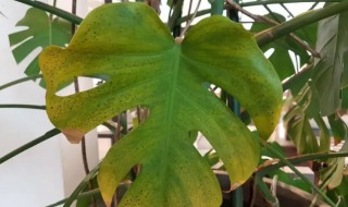 龟背叶子黄了怎么办（乌龟背叶子发黄）