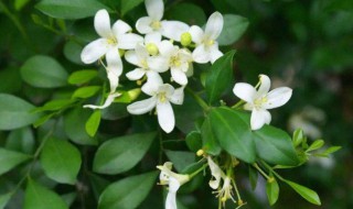 九里香有驱蚊驱虫的作用吗 九里香是驱蚊子的吗