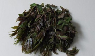 新鲜香春芽怎么保存（新鲜香椿芽怎么做）