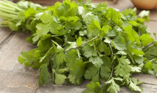 香菜如何長(zhǎng)期保鮮存放 香菜怎么放才能保鮮時(shí)間長(zhǎng)