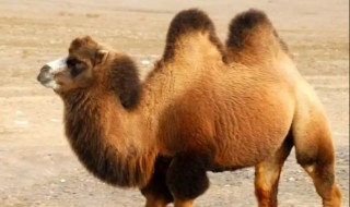 骆驼刺和骆驼之间是什么关系（骆驼和骆驼刺的层次结构）