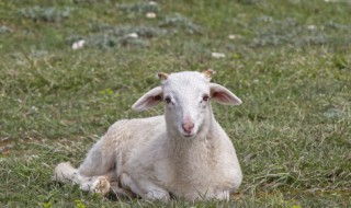 羊吃什么饲料长得快（羊吃什么饲料长得快又肥视频）