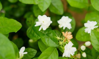 茉莉花叶子发黄干枯怎么处理（茉莉花叶子变黄干枯）