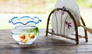 金鱼的养殖方法和注意事项家养 养金鱼需要注意事项