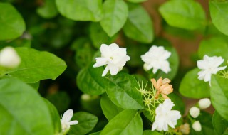 茉莉花叶子发黄是什么原因（茉莉花叶子发黄是什么原因怎样处理视频）