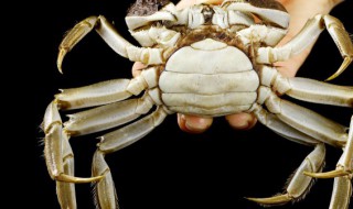 大闸蟹养殖 大闸蟹养殖基地