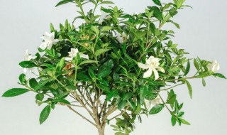 栀子花语 栀子花语是什么意思