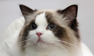 猫咪最喜欢什么草 猫猫喜欢的草