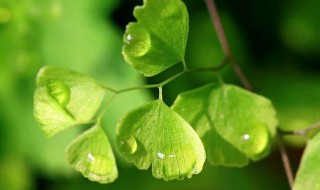 叶子呈桃心状的绿色植物是什么 叶子像桃心的绿色植物有哪些