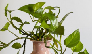 请问有什么植物可以在水中生长（可以在水上生长的植物）