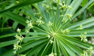 水竹的养殖方法和注意事项有哪些（水竹的养殖方法和注意事项有哪些图片）