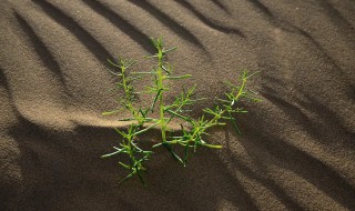 沙漠中生长的花 生长在沙漠里的花