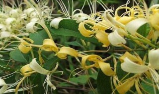 树藤植物有哪些 树藤是什么植物