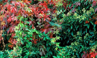 适合北方生长的爬藤植物有哪些 适合北方生长的爬藤植物有哪些图片