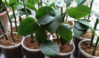 田字草扦插繁殖方法（草本植物扦插技术）