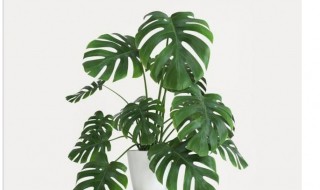 龟背竹叶子边缘为什么干枯 龟背竹叶子有干边