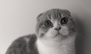 猫咪喜欢喝什么水（宠物猫喜欢喝什么水）