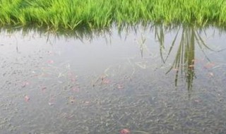 请问有哪些动植物在池塘生活（池塘里的动植物有哪些）