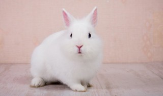 兔子夏天为什么怕热 兔子夏天热不热