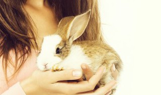 兔子怕冷吗冬天怎么喂养兔子啊 养兔子冬天兔子怕不怕冷