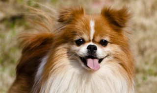 想养一只狗要注意什么 想养一只狗要怎么选