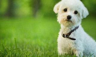 夏天给狗洗澡注意什么 给狗狗洗澡需要注意什么