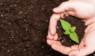 土壤能为植物的生长提供哪些条件