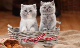 猫除了吃猫粮还可以吃什么东西 猫除了吃猫粮还能吃什么东西