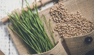 立夏北方什么时候种小麦 北方几月份种小麦