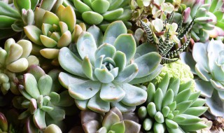 立夏多肉可以直接种吗（立秋可以种多肉吗）