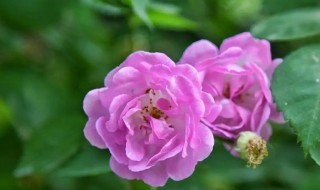 立夏过了可以种什么花 立夏开什么花十种常见的立夏植物