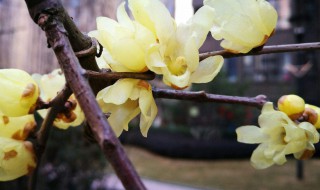 立夏还可以种腊梅吗（腊梅夏天能不能栽活）