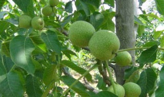 立夏还能种核桃吗（核桃能过夏天吗?）