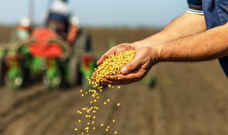 立夏播种什么菜种 立夏还能种菜吗