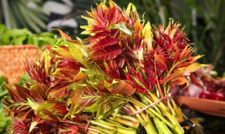 立夏还能种香椿吗 香椿夏天可以移栽吗